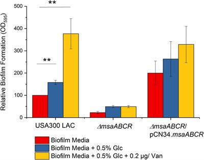 Delineating the Role of the msaABCR Operon in Staphylococcal Overflow Metabolism